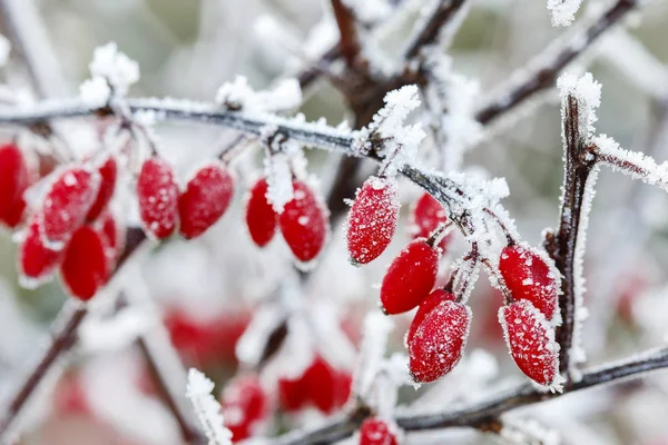 Berberis-Ast bei starkem Schnee und Eis. — Stockfoto