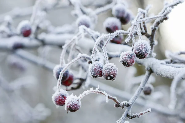 Gefrostete Weißdornbeeren im Garten. — Stockfoto