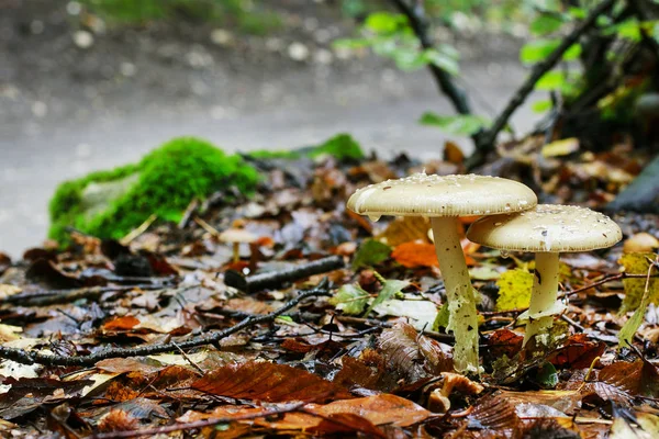 Cortinarius mucosus, champignon communément appelé webca orange — Photo