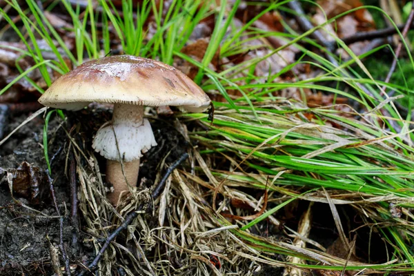 Cortinarius mukozus, mantar genellikle turuncu webca olarak bilinen