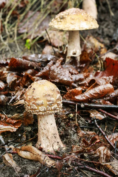 Amanita regalis mushroom (Королевская муха агаричная ) — стоковое фото