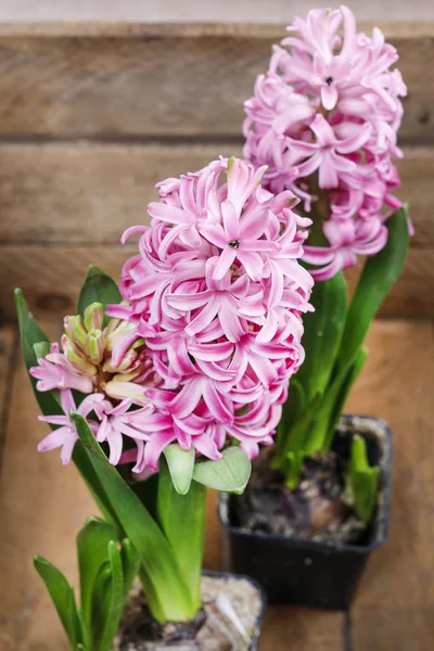 Roze hyacinten in houten kist — Stockfoto