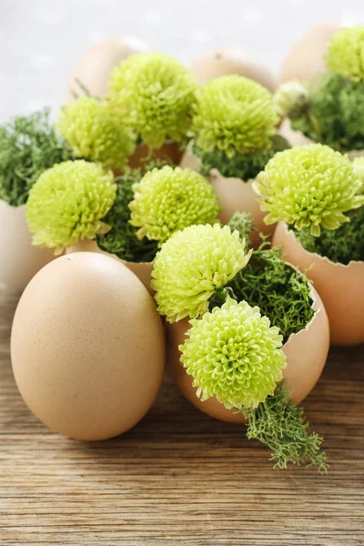 Simple easter decoration with chrysanthemum santini and egg shel — Stock Photo, Image
