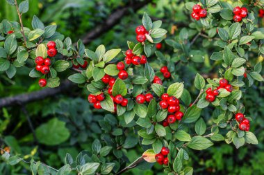 Red berries (cotoneaster horizontalis) in the garden. clipart
