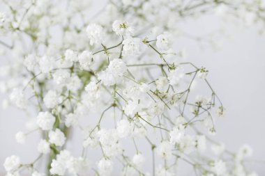 Küçük beyaz çiçekler (gypsophila paniculata) ile arka plan bulanıklık