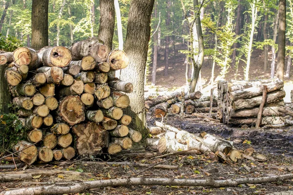 Abbattimento degli alberi nella foresta — Foto Stock