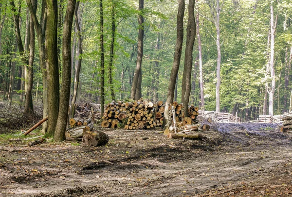 Tree felling in the forest — Stock Photo, Image