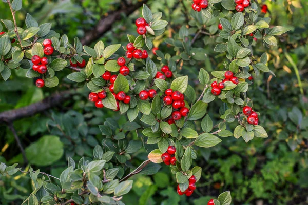 Czerwone jagody (cotoneaster horizontalis) w ogrodzie. — Zdjęcie stockowe