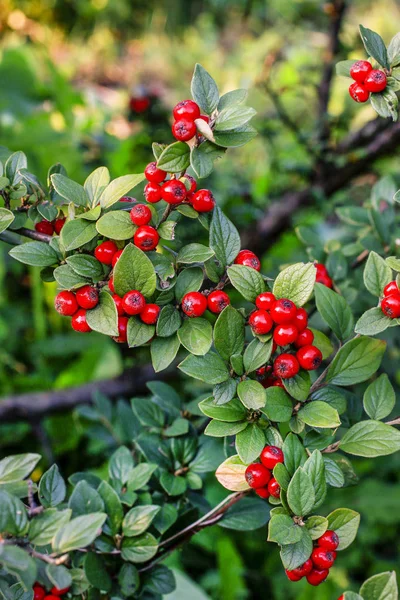 Baies rouges (cotoneaster horizontalis) dans le jardin . — Photo