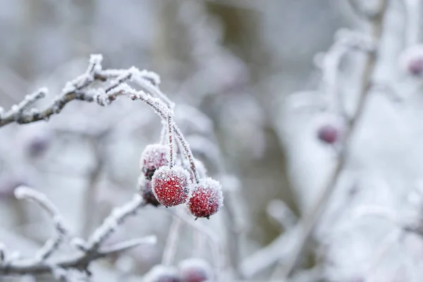 Frostad hagtornsbär i trädgården. — Stockfoto