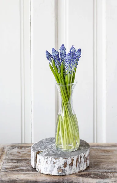 Blå muscari blommor (druvor hyacint) — Stockfoto