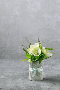 Hellebore çiçekleri (helleborus