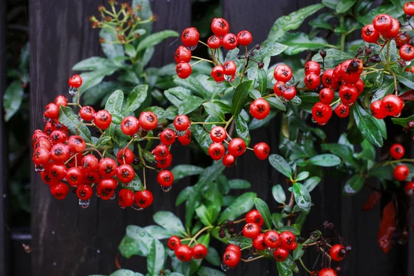 Baies rouges (cotoneaster horizontalis) dans le jardin . — Photo