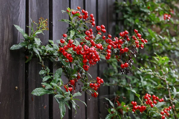 Červené bobule (cotoneaster horizontalis) v zahradě. — Stock fotografie