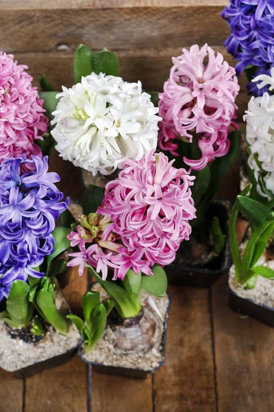 美しいヒアシンスの花 — ストック写真