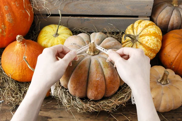 Pumpkin with the bow. — Stock Photo, Image