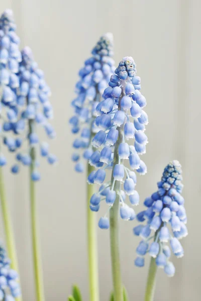 Muscari-Blüten (Traubenhyazinthe)) — Stockfoto