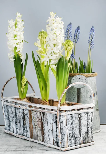 Jacinthes blanches et fleurs de muscari . — Photo