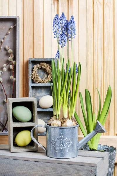 Bluebells (Muscari) bloemen en paaseieren — Stockfoto