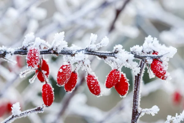 Berberis ramo sob neve pesada e gelo . — Fotografia de Stock