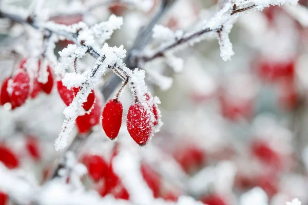 Berberis-Ast bei starkem Schnee und Eis. — Stockfoto