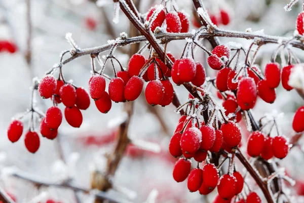 Berberis větev pod těžký sníh a LED. — Stock fotografie