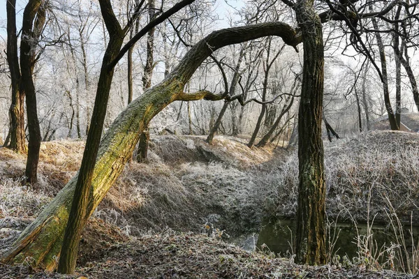 Alberi ghiacciati nel parco cittadino al mattino di sole . — Foto Stock