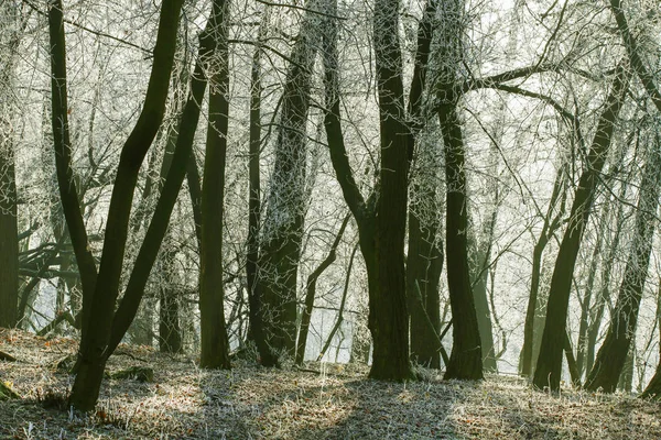 Frosted trees in city park on sunny morning. — Stock Photo, Image