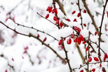 Berberis şube ağır kar ve buz altında.