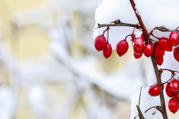 Branche Berberis sous la neige épaisse — Photo