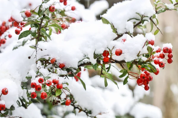 Bacche rosse (cotoneaster horizontalis) sotto neve — Foto Stock