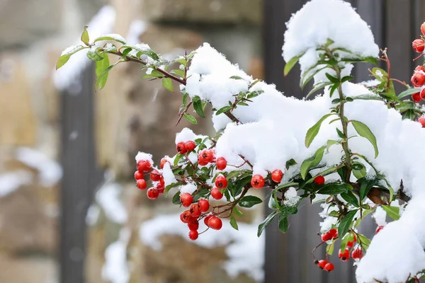 Bagas vermelhas (cotoneaster horizontalis) sob neve — Fotografia de Stock