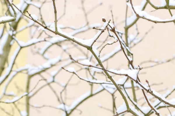Galhos cobertos de neve . — Fotografia de Stock