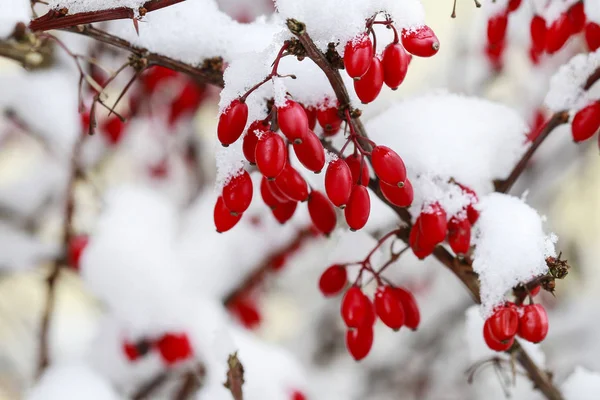 Berberis rama bajo la nieve pesada —  Fotos de Stock