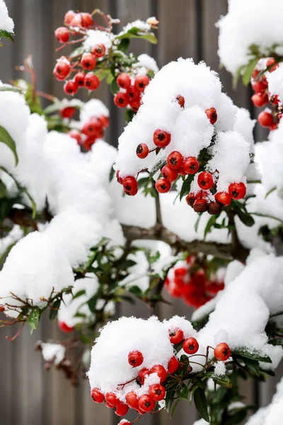 Červené bobule (cotoneaster horizontalis) pod sněhem — Stock fotografie