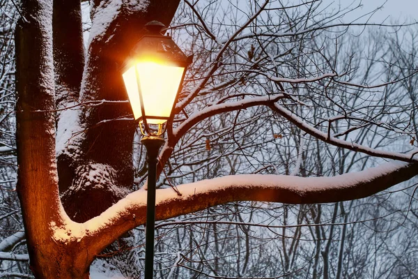 Lanterna de ferro vintage e ramos cobertos de neve na véspera — Fotografia de Stock