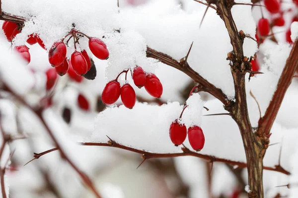 Berberis ramo sob neve pesada e gelo . — Fotografia de Stock