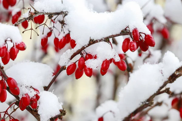 Branche Berberis sous la neige et la glace épaisses . — Photo