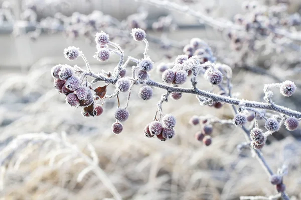 Baies d'aubépine givrées dans le jardin . — Photo