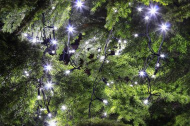 Noel ağacında led ışıklar. 