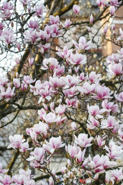 Bahçede manolya çiçeği. 