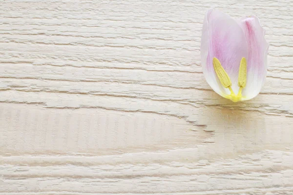 Pétalos de tulipán sobre fondo de madera —  Fotos de Stock