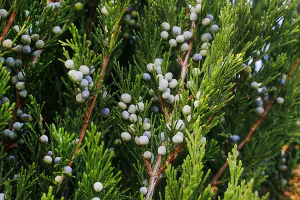 Thuja occidentalis (cedro blanco) rama . —  Fotos de Stock