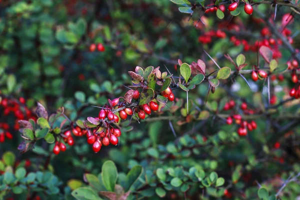 Berberis dans le jardin d'automne . — Photo