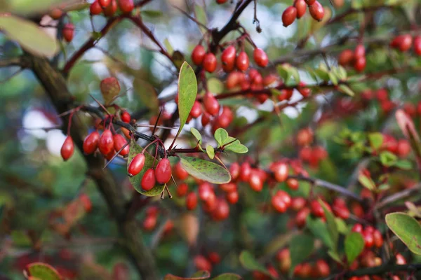 Berberis în grădina de toamnă . — Fotografie, imagine de stoc