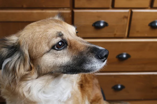 Retrato de perro adorable — Foto de Stock