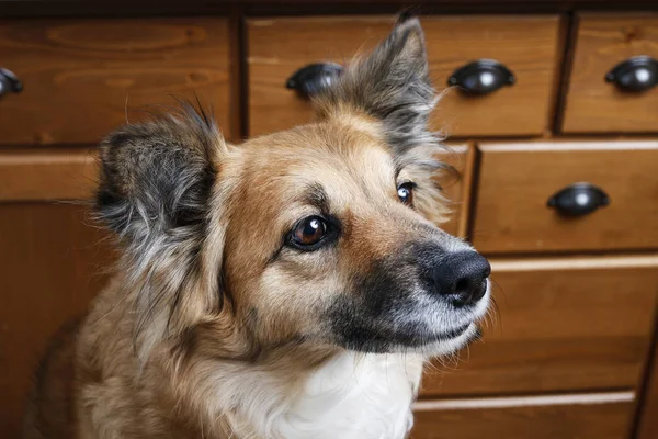 Retrato de perro adorable — Foto de Stock