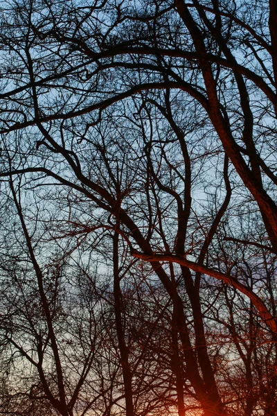 Puesta de sol vista a través de ramas enredadas . —  Fotos de Stock