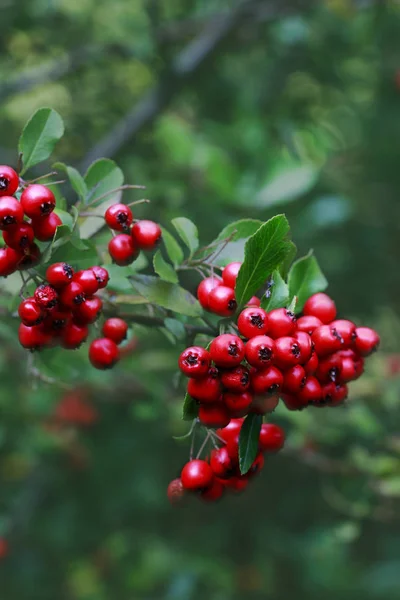 Bahçedeki kırmızı meyveler (dağ muşmulası horizontalis). — Stok fotoğraf