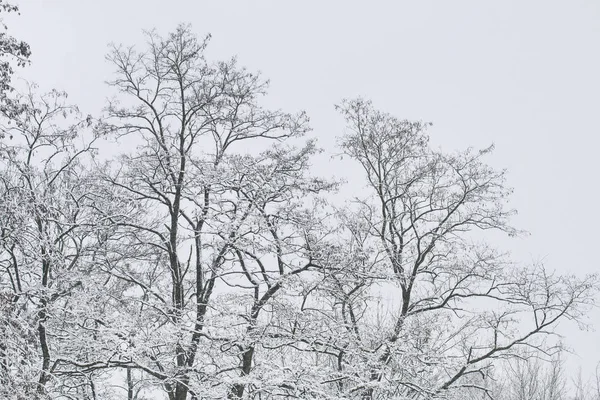 暴风雪中被雪覆盖的树木. — 图库照片
